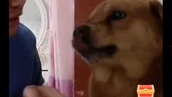 狗子直播爆料是真的吗视频,真相揭秘，视频内容真实性分析