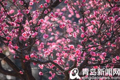 十梅庵今日爆料最新消息,今日最新爆料震撼来袭！  第3张